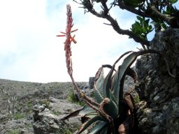 Aloe suprafoliata this time with a stem